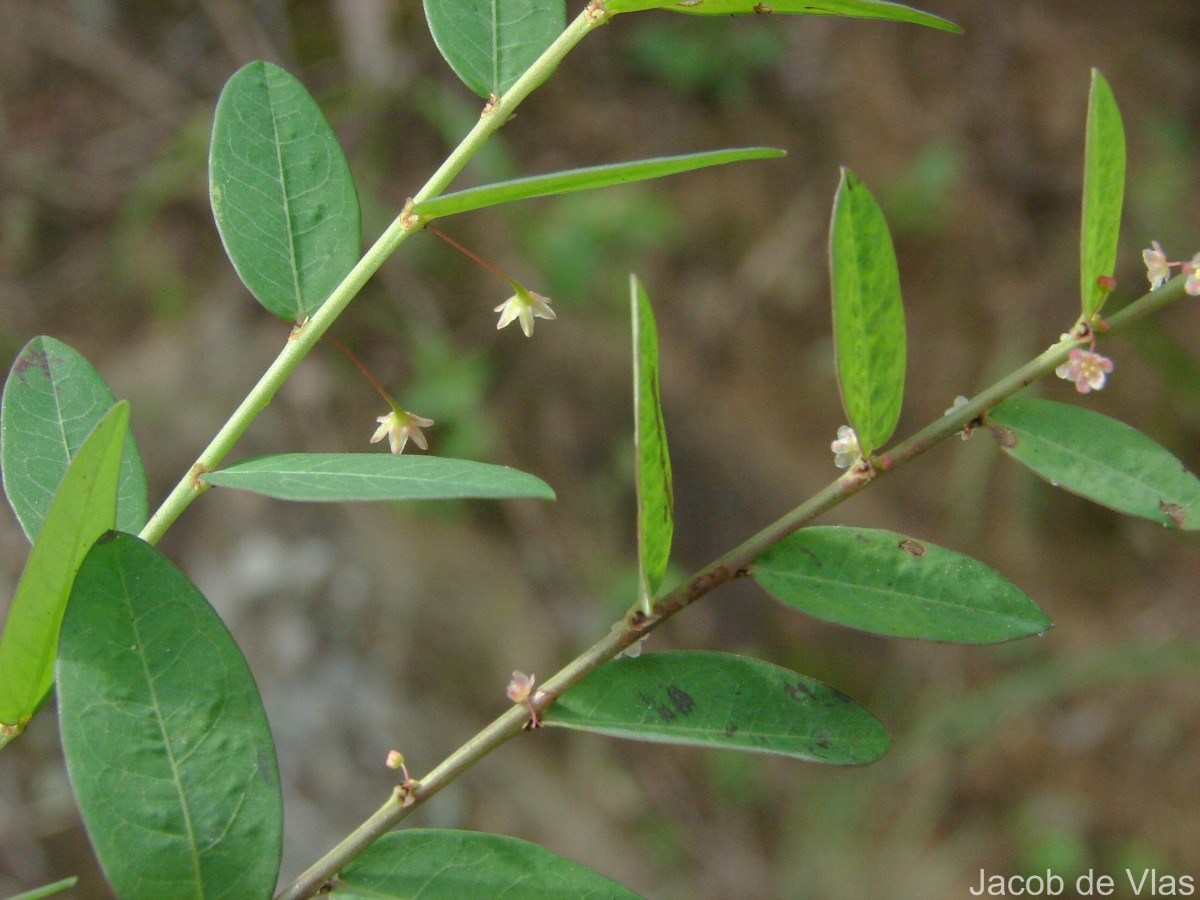 Phyllanthus gardnerianus (Wight) Baill.